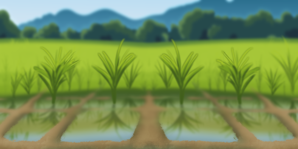 Rice Paddy Field